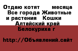 Отдаю котят. 1,5 месяца - Все города Животные и растения » Кошки   . Алтайский край,Белокуриха г.